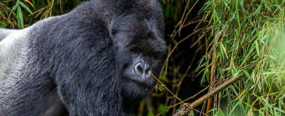 Gorillas and VIPs Rwanda a five star paradise for wealthy tourists