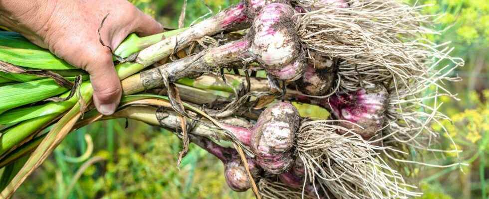 How to harvest and store garlic