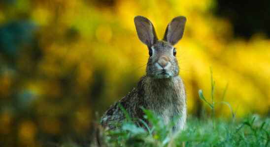 Hunters association demands that minister roll back ban on hare