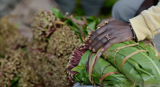 Kenyan khat producers relieved by resumption of exports to Somalia