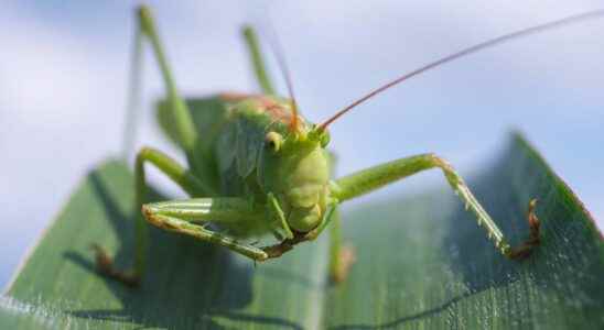 Locust grasshopper cricket what are the differences