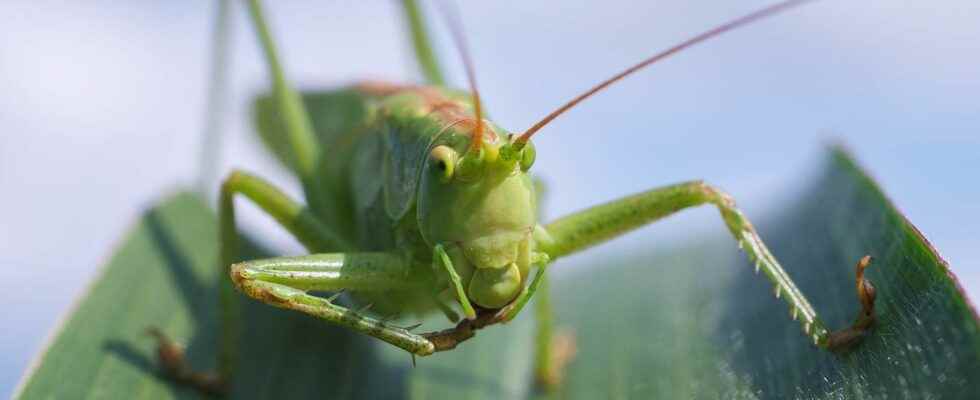 Locust grasshopper cricket what are the differences