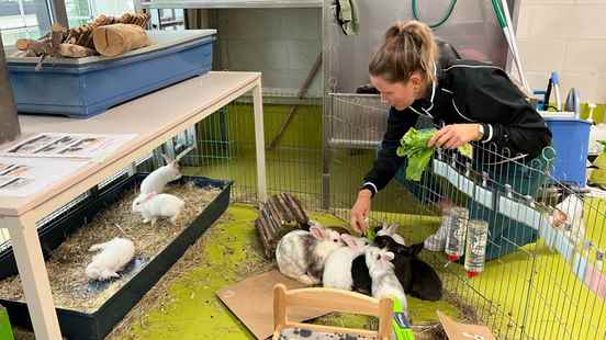 Many dumped rabbits in Animal Protection Center A rabbit is