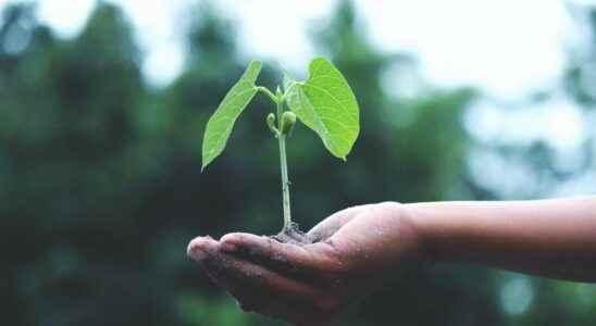 Mushrooms at the service of agroecology with Mycophyto