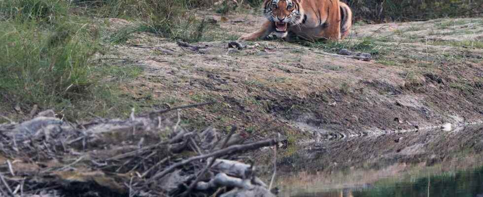 Nepals endangered tigers are back