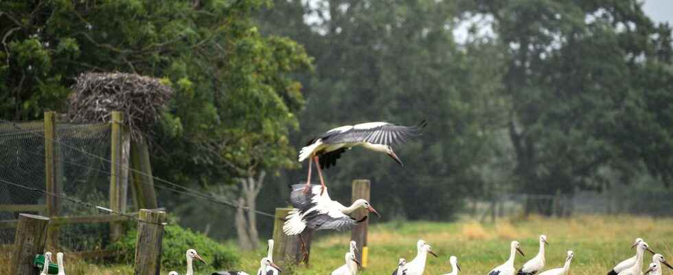 Now the young storks are taking off on their own