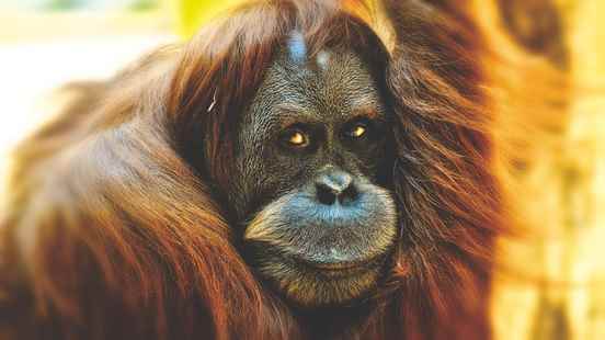 Orangutans in Ouwehands Zoo tinder and play games They are