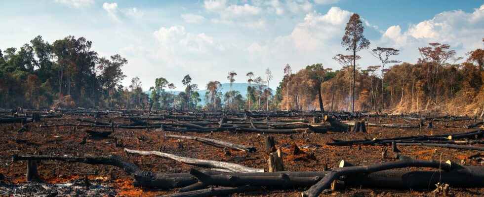 Rampant deforestation in Brazil where the Amazon lost 18 trees