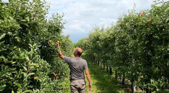 Spraying spraying spraying this is how fruit grower Oskam saved