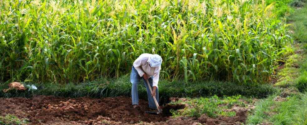 Subsistence farming what is it