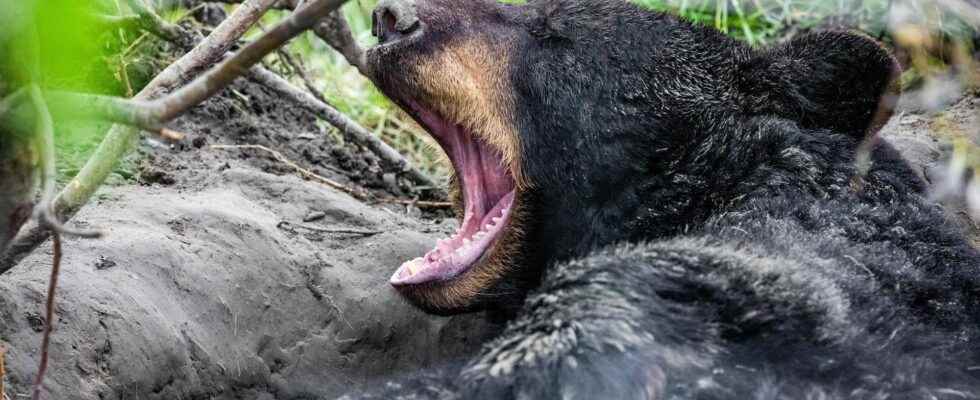 The blood of hibernating bears helps preserve muscle mass