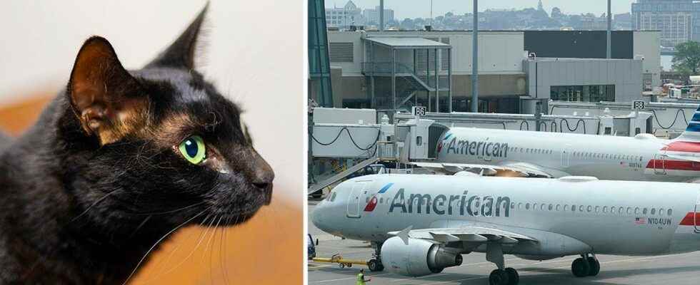 The cat Rowdy disappeared at the airport back home