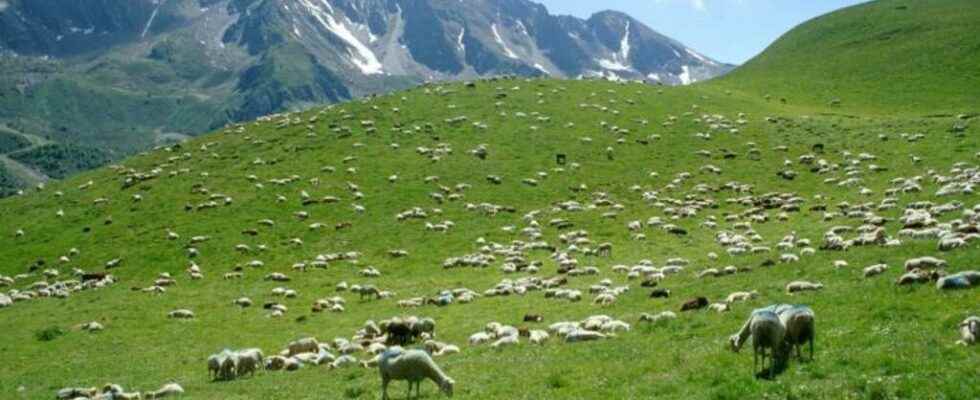 The first summer of a shepherd in the Pyrenees