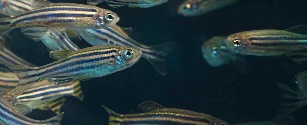 This fish can regenerate heart tissue after injury