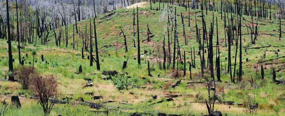 Trees are massively disappearing in California