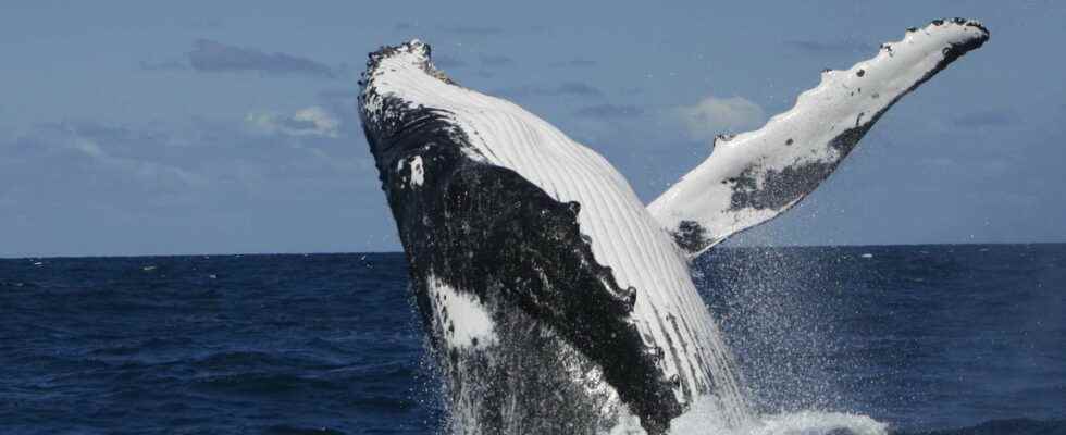 Whales learn songs from each other