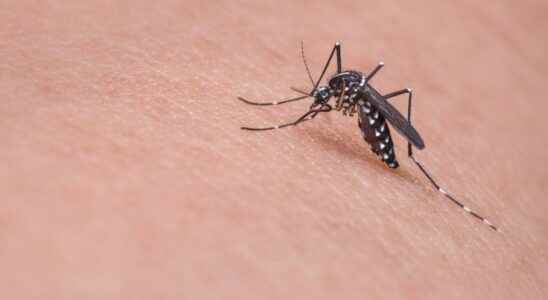 What is the best mosquito repellent to buy this summer