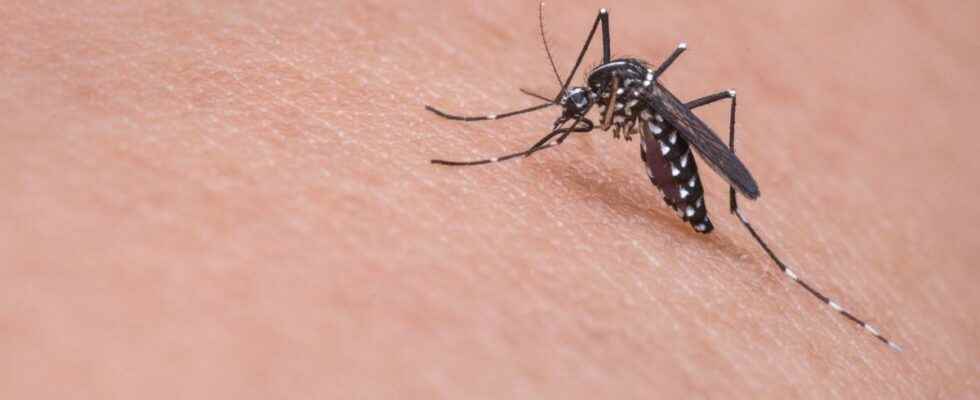 What is the best mosquito repellent to buy this summer