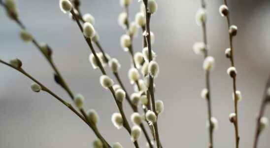 Willow cleans the soil of environmental toxins