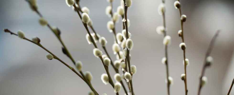 Willow cleans the soil of environmental toxins