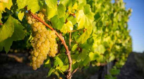 Wine production in the UK becomes a reality