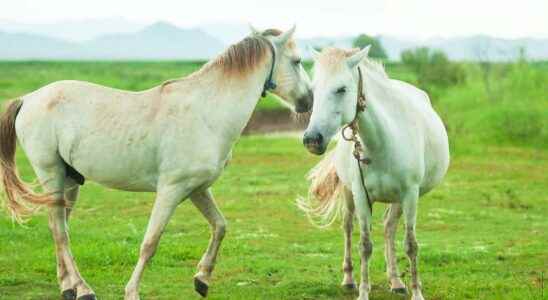 You too can whisper in horses ears