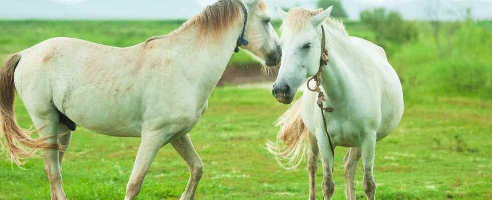 You too can whisper in horses ears