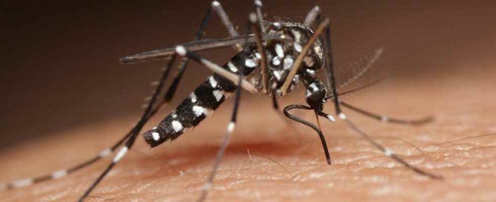 Zika dengue these viruses manipulate our smell to attract more