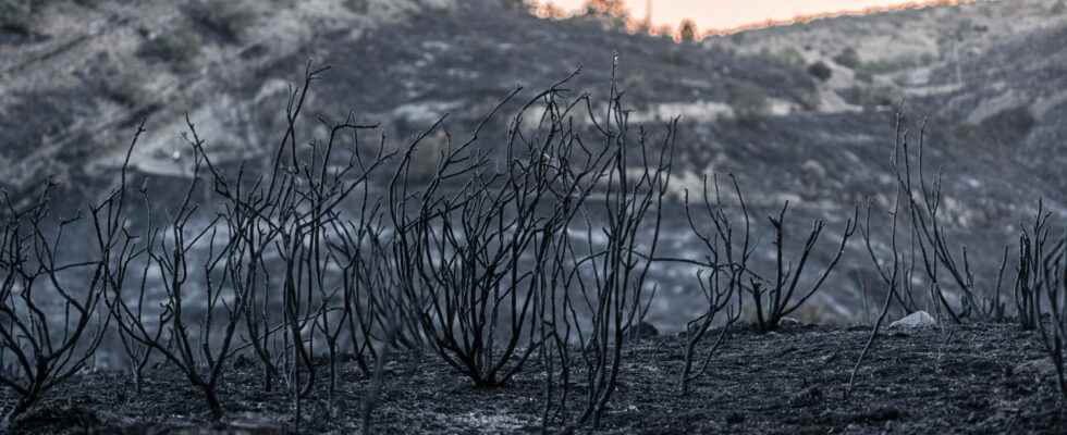 in the Arree mountains the fire under control about to