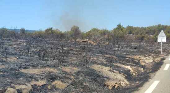 the fire fixed 1000 hectares gone up in smoke