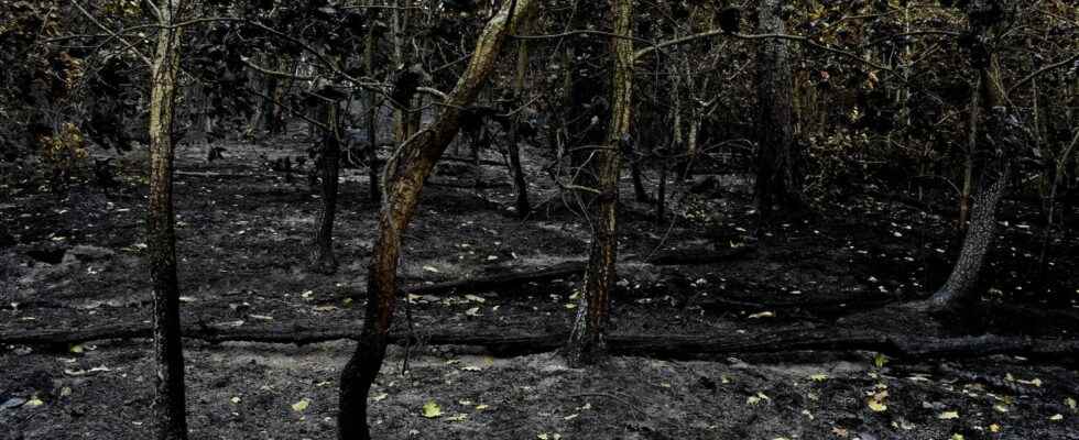 the fire soon brought under control the Monts dArree disfigured