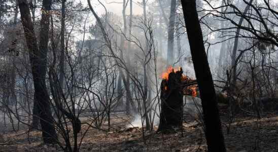 the fire under control and the arsonist in custody