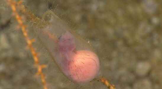 A shark embryo dumped in the ocean