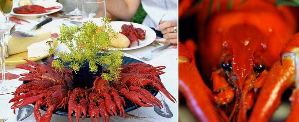 Alert about poison in Swedish crayfish The Swedish Food