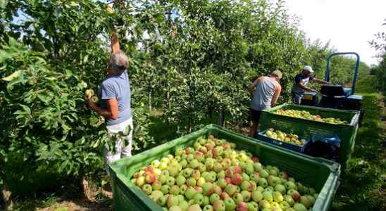 Apple harvest exceptionally early due to heat Always thunder in