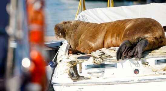 Celebrity walrus Freya euthanized