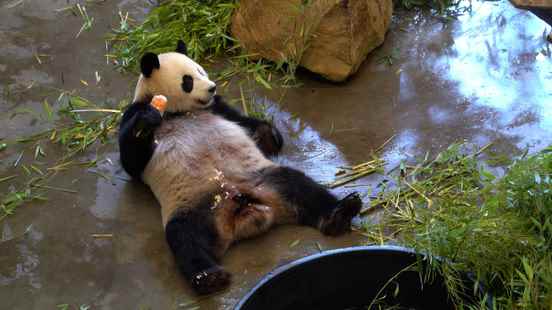 Chilling with a pear ice cream pandas in Rhenen now