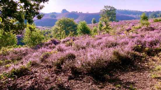 Concerns about drought on the purple heath This is definitely