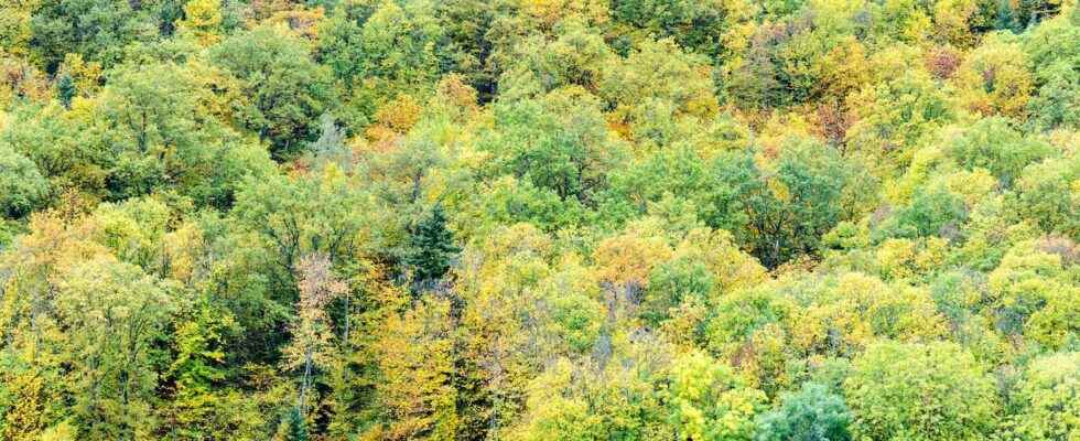 Deforestation the area of ​​forest per inhabitant has decreased by