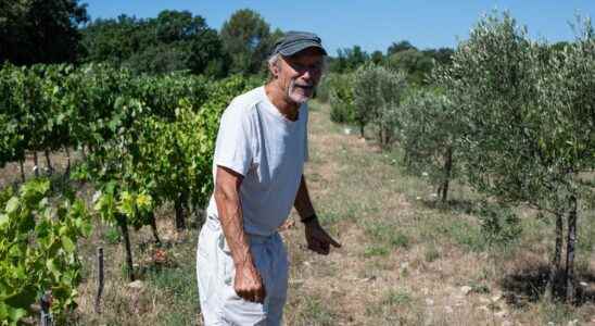 Drought in the Herault farmers are trying to adapt