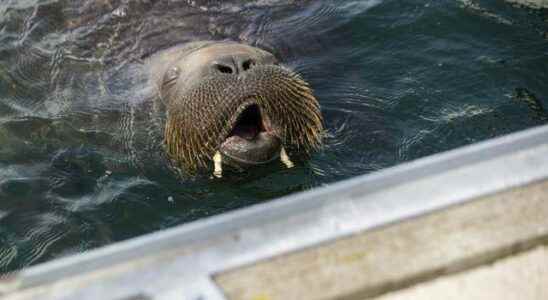 Famous walrus Freya in Norway was killed on the grounds