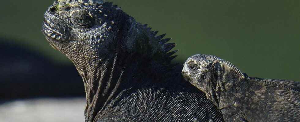 Galapagos success for the reintroduction of this species of iguanas