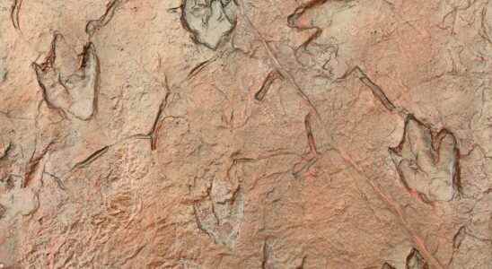 Gigantic dinosaur footprints reappear in Texas