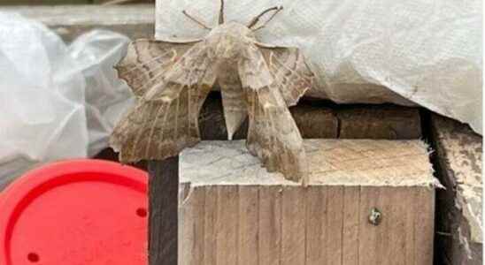 Gigantic moths have surrounded the city Turn off the lights