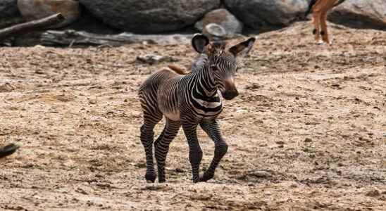 Hooray its a girl gender of zebra foal DierenPark Amersfoort