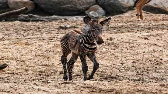 Hooray its a girl gender of zebra foal DierenPark Amersfoort