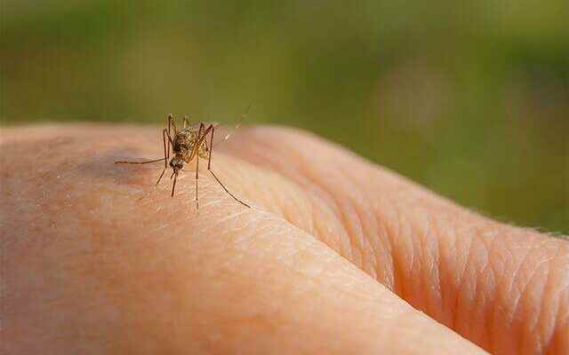 How do mosquito bites pass What is good for mosquito