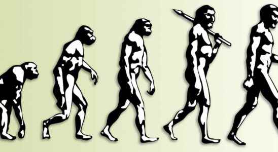 Humans were already bipedal 7 million years ago