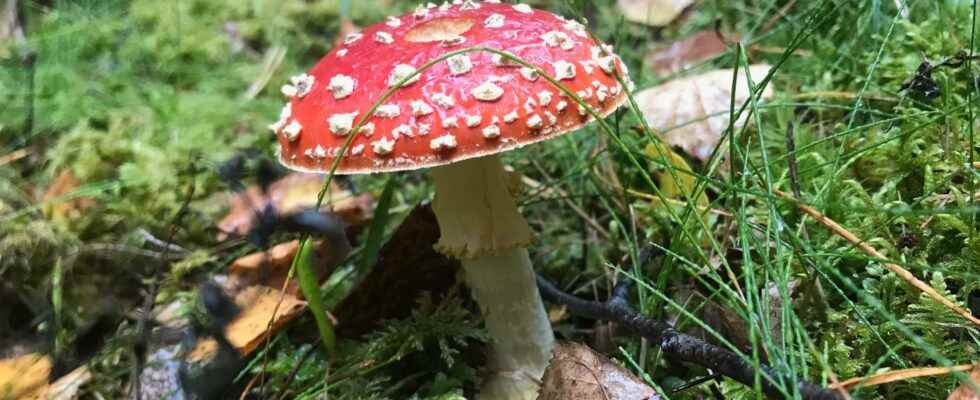 Many seek treatment for mushroom poisoning