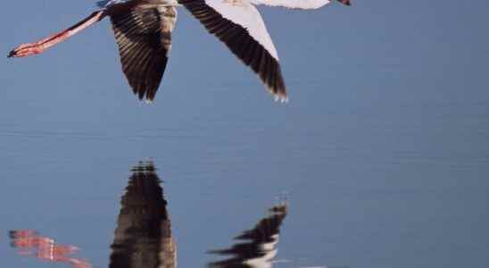 Migratory birds are threatened by hot and dry weather